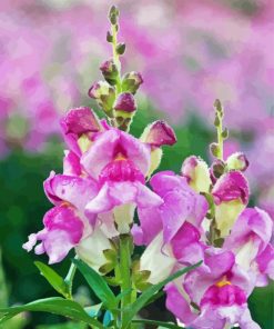 White And Purple Snapdragons Diamond Paintings