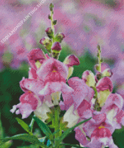 White And Purple Snapdragons Diamond Paintings