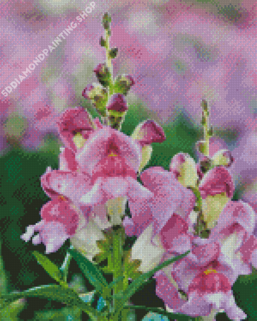 White And Purple Snapdragons Diamond Paintings