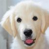 White Golden Retriever Diamond Paintings