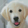 White Golden Retriever Diamond Paintings