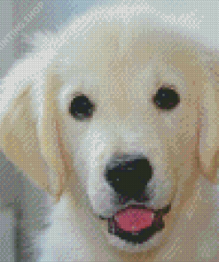 White Golden Retriever Diamond Paintings