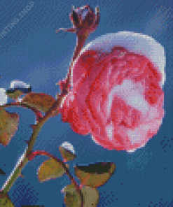 Aesthetic Spring Flower In Snow Diamond Paintings