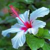 Beautiful White Hibiscus Flower Diamond Painting