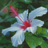 Beautiful White Hibiscus Flower Diamond Painting