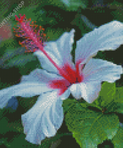 Beautiful White Hibiscus Flower Diamond Painting