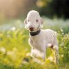 Bedlington Terrier Animal Diamond Paintings