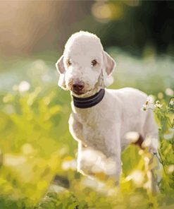 Bedlington Terrier Animal Diamond Paintings