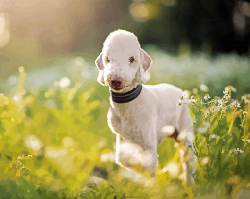 Bedlington Terrier Animal Diamond Paintings