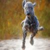 Bedlington Terrier Running Diamond Paintings