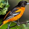 Black And Orange Orioles Bird Diamond Paintings