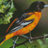 Black And Orange Orioles Bird Diamond Paintings