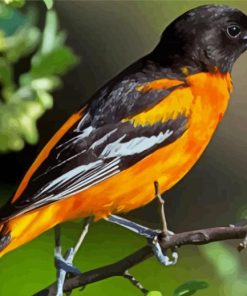 Black And Orange Orioles Bird Diamond Paintings