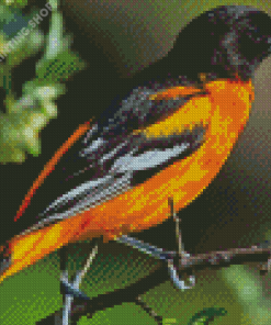 Black And Orange Orioles Bird Diamond Paintings