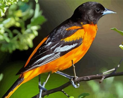 Black And Orange Orioles Bird Diamond Paintings