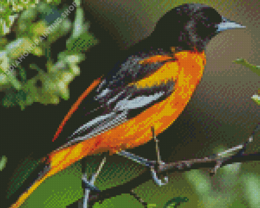 Black And Orange Orioles Bird Diamond Paintings