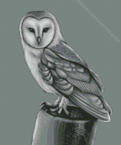 Black And White Owl Bird Portrait Diamond Paintings