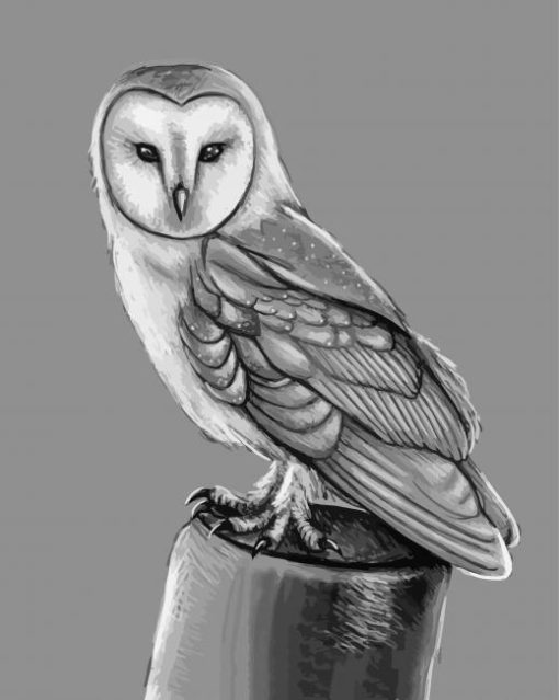 Black And White Owl Bird Portrait Diamond Paintings