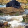 Black Bear Waterfall Diamond Paintings