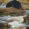 Black Bear Waterfall Diamond Paintings