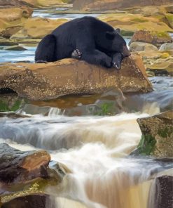 Black Bear Waterfall Diamond Paintings