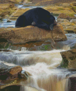 Black Bear Waterfall Diamond Paintings