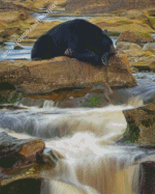 Black Bear Waterfall Diamond Paintings