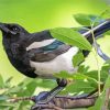 Black Billed Magpie Diamond Paintings