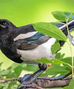 Black Billed Magpie Diamond Paintings