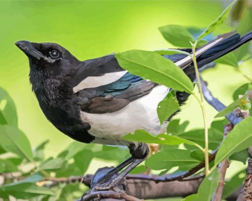 Black Billed Magpie Diamond Paintings