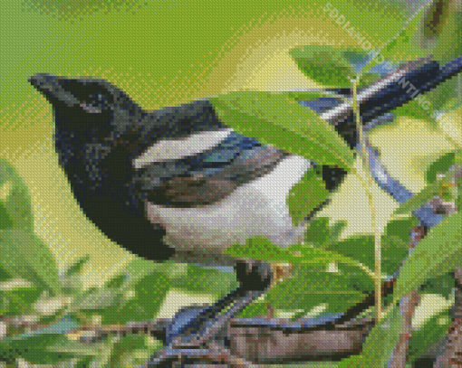 Black Billed Magpie Diamond Paintings