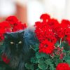 Black Cats And Flowers In Garden Diamond Paintings