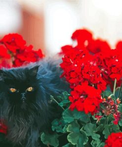 Black Cats And Flowers In Garden Diamond Paintings