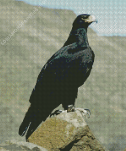 Black Eagle On Rock Diamond Paintings