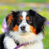 Black Tri Australian Shepherd Puppy Head Diamond Painting