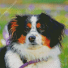 Black Tri Australian Shepherd Puppy Head Diamond Painting