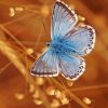 Blue And White Butterfly Diamond Painting