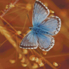 Blue And White Butterfly Diamond Painting