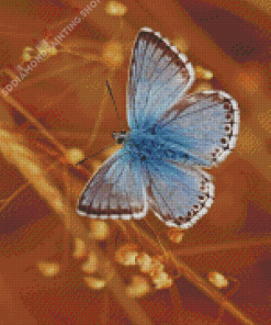 Blue And White Butterfly Diamond Painting