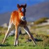 Brown Horse Foal Diamond Painting