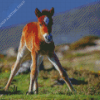 Brown Horse Foal Diamond Painting