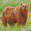 Brown Swedish Bear Animal Diamond Paintings