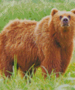 Brown Swedish Bear Animal Diamond Paintings