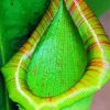 Close Up Green Pitcher Plant Diamond Painting