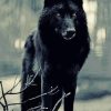 Cool Black Wolf Animal Diamond Paintings