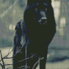 Cool Black Wolf Animal Diamond Paintings