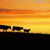 Cows Silhouette Diamond Painting