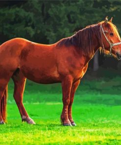 Cute Brown Mare Horse Diamond Painting