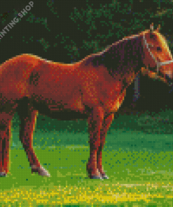 Cute Brown Mare Horse Diamond Painting