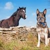 Cute Dog And Horse Diamond Painting